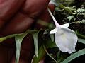 Khasi Orchid Ginger